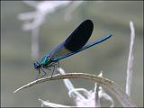 2007-07-23_Iberische_beekjuffer_-_Spaanse Pyreneeen